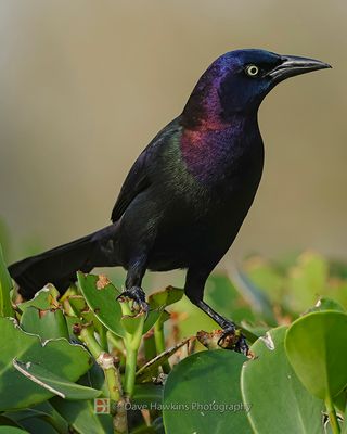 COMMON GRACKLE