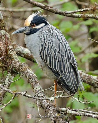 YELLOW-CROWNED NIGHT-HERON