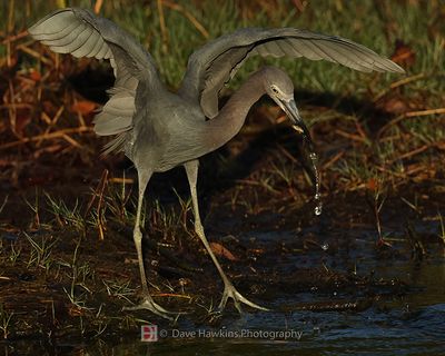 LITTLE BLUE HERON