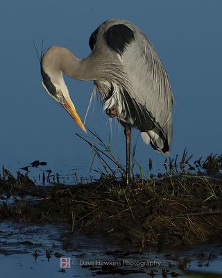 GREAT BLUE HERON