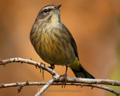 PALM WARBLER