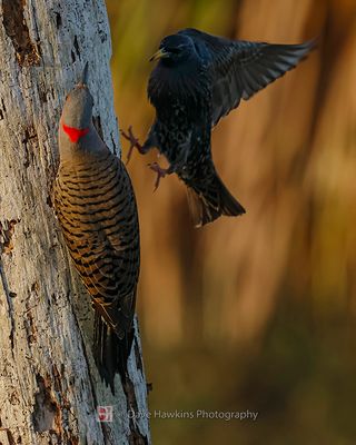 NORTHERN FLICKER (Yellow Shafted) & EUROPEAN STARLING