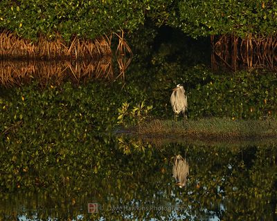 GREAT BLUE HERON
