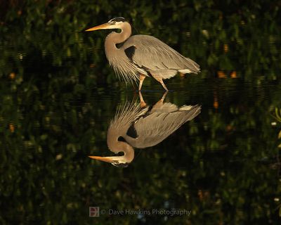 GREAT BLUE HERON