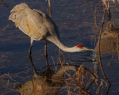 SANDHILL CRANE