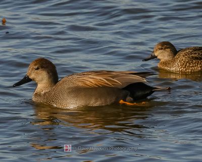 GADWALL