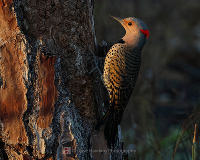 NORTHERN FLICKER (Yellow Shafted)