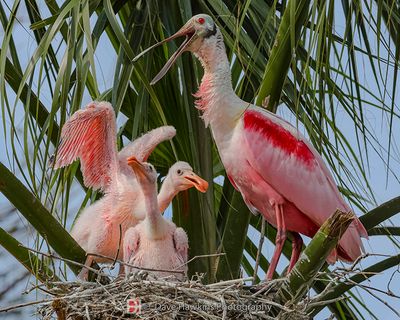 ROSEATE SPOONBILL