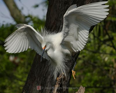 SNOWY EGRET