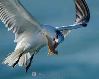 ROYAL TERN