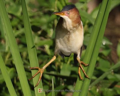 LEAST BITTERN