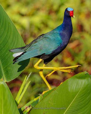 PURPLE GALLINULE