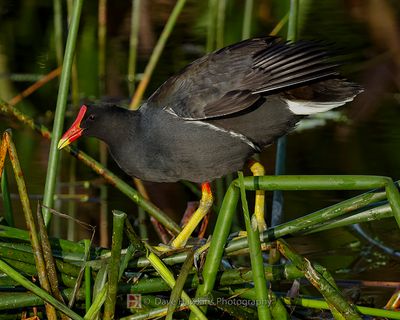 COMMON MOORHEN