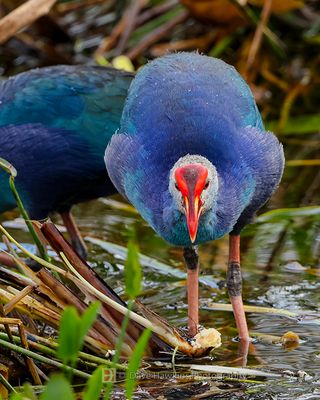 GRAY-HEADED SWAMPHEN