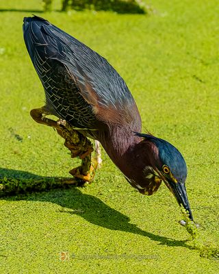 GREEN HERON