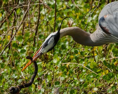 GREAT BLUE HERON