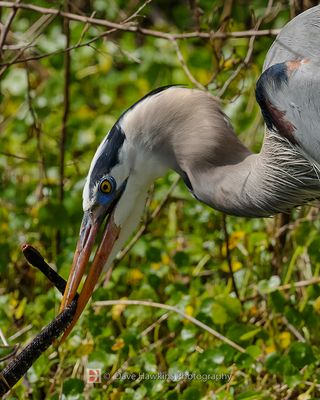 GREAT BLUE HERON