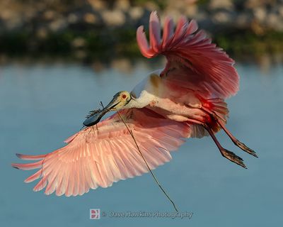 ROSEATE SPOONBILL