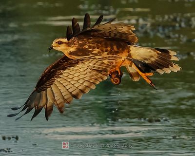 SNAIL KITE ♀