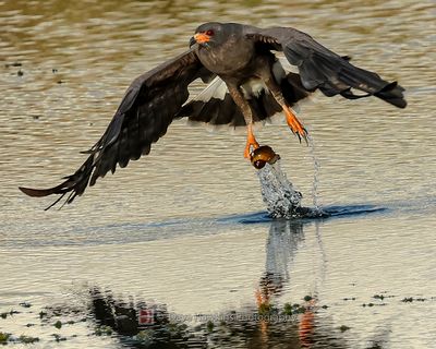 SNAIL KITE ♂