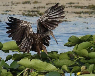 LIMPKIN