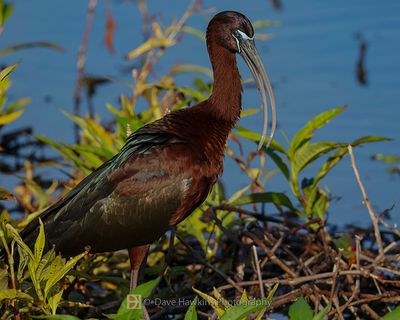 GLOSSY IBIS