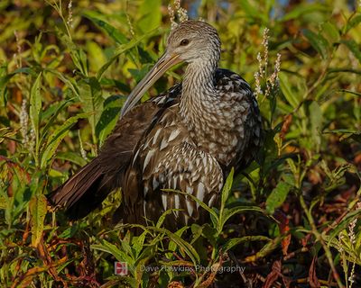 LIMPKIN