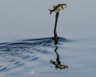 ANHINGA ♂