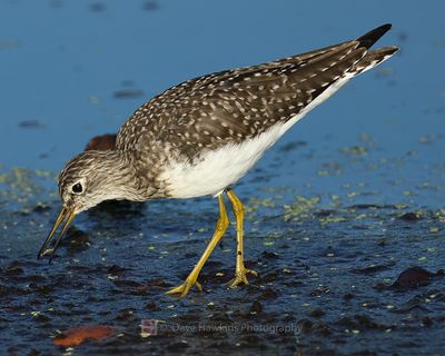 SOLITARY SANDPIPER
