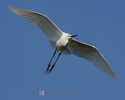 SNOWY EGRET
