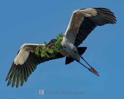 WOOD STORK