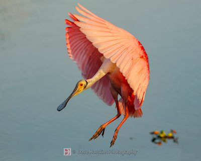 ROSEATE SPOONBILL