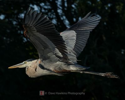 GREAT BLUE HERON