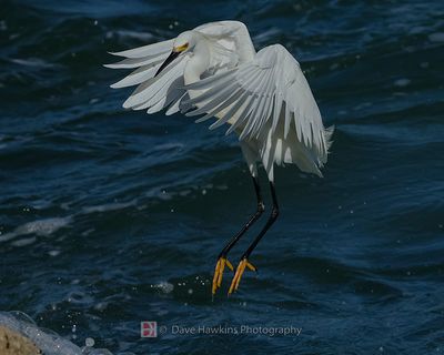 SNOWY EGRET