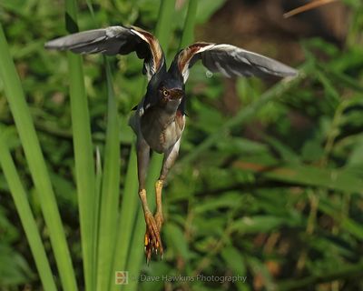 LEAST BITTERN