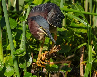 GREEN HERON