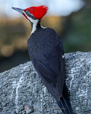 PILEATED WOODPECKER ♂