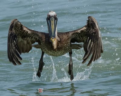 BROWN PELICAN
