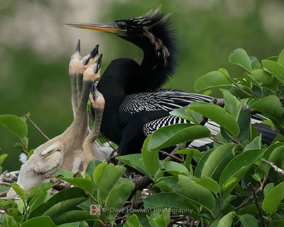 ANHINGA ♂ and Chicks
