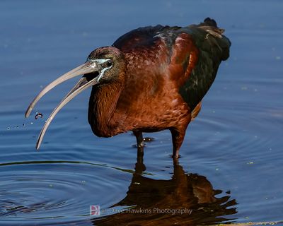 GLOSSY IBIS