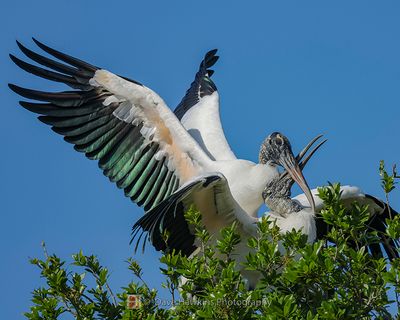 WOOD STORK