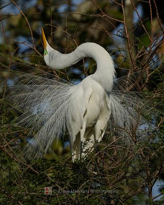 GREAT EGRET