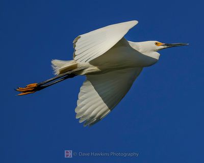 SNOWY EGRET