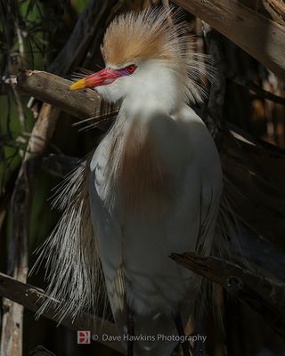 CATTLE EGRET