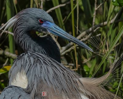 TRICOLORED HERON