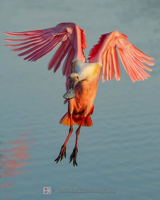 ROSEATE SPOONBILL