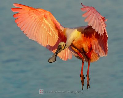 ROSEATE SPOONBILL