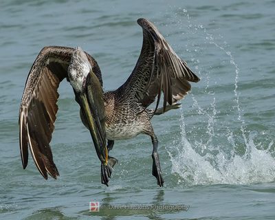 BROWN PELICAN