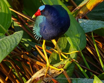 PURPLE GALLINULE