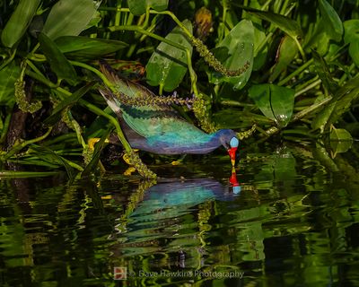 PURPLE GALLINULE